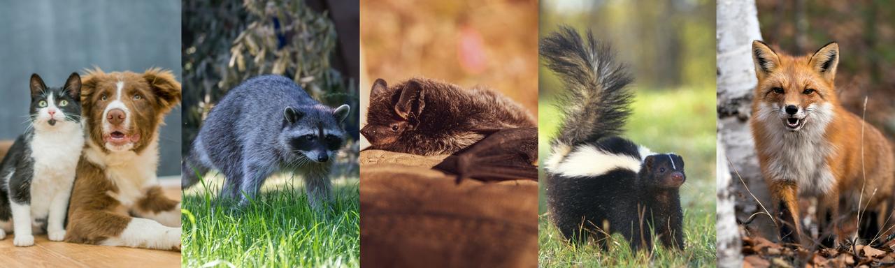 Website banners animal biterabies_1280